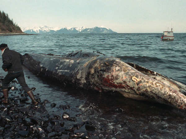 எண்ணெய் : 