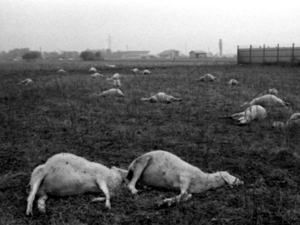 செவேசோ : 