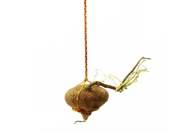 ஆகாய கருடன் கிழங்கு : 