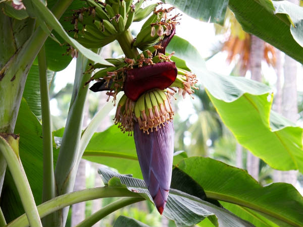 தவிர்க்க :