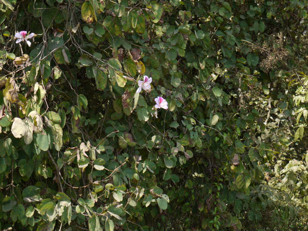  சித்த மருத்துவத்தில் மந்தாரை :