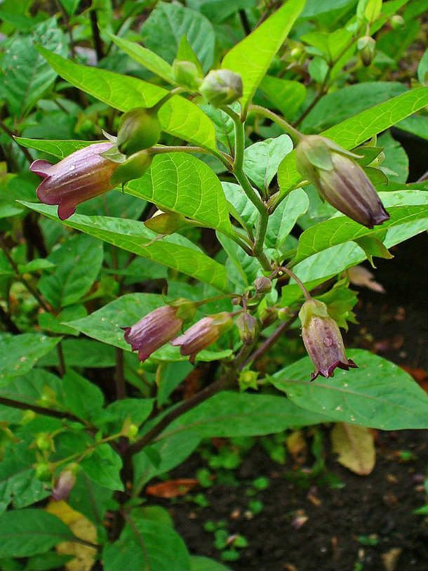 #17 பெல்லடோனா (Belladonna)