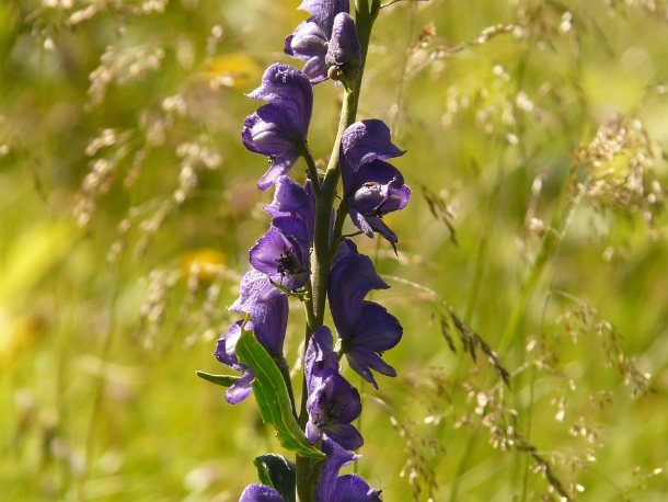 #11 அகோனைட் (Aconite -நச்சு செடிவகை)