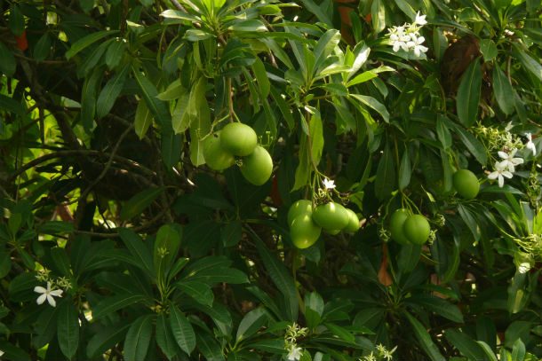 #06 தற்கொலை மரம் (The Suicide Tree or Cerbera odollam)
