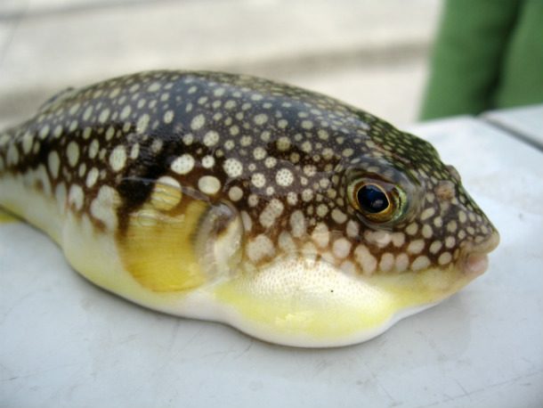 #05 பஃபர் மீன் (Puffer Fish)