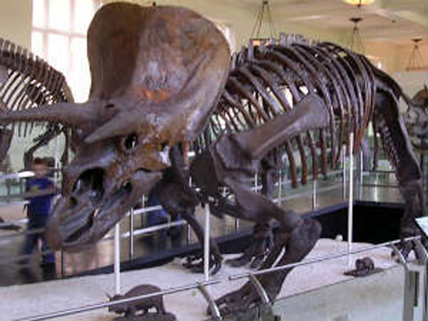 #04 விலங்குகள் கல்லறை! #04 விலங்குகள் கல்லறை!