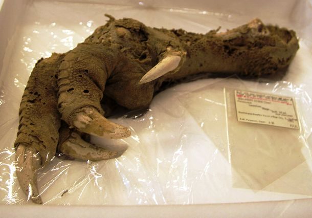 #16 மோவோ (Moa) பறவை கால்! #16 மோவோ (Moa) பறவை கால்!