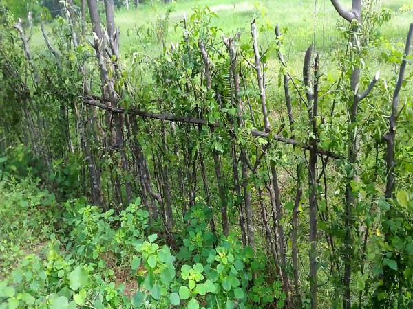 வியாதிகளுக்கு அருமருந்தாகும் கிளுவை!