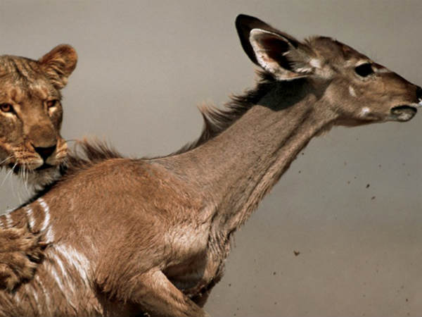 மான் மரணம் : 