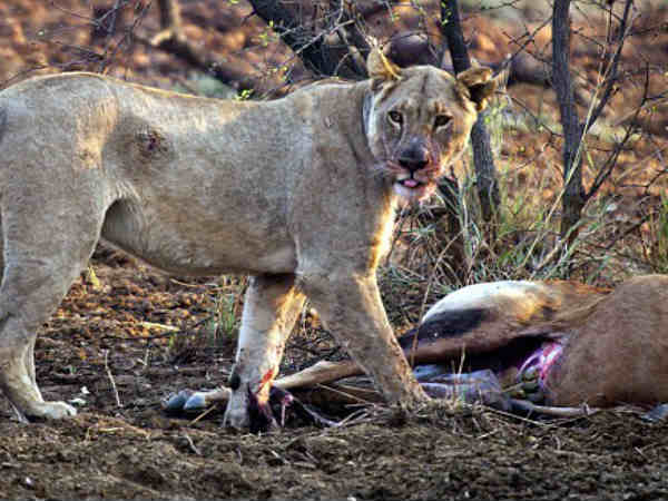 பாதி வெளியேறிய குட்டி : 