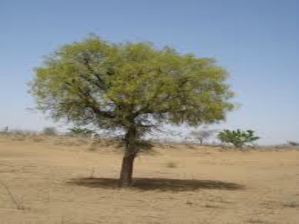  அதிசயம் செய்யும் வன்னி மரக்காற்று!