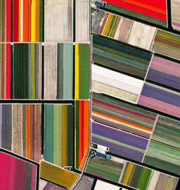 #21 டூலிப்ஸ் #21 டூலிப்ஸ்