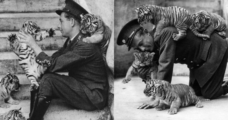 புலி குட்டிகள்! புலி குட்டிகள்!