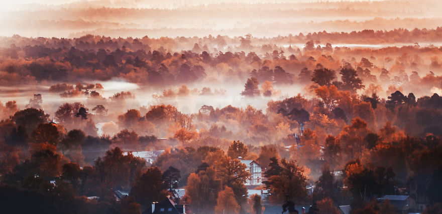 பறவைகள்!