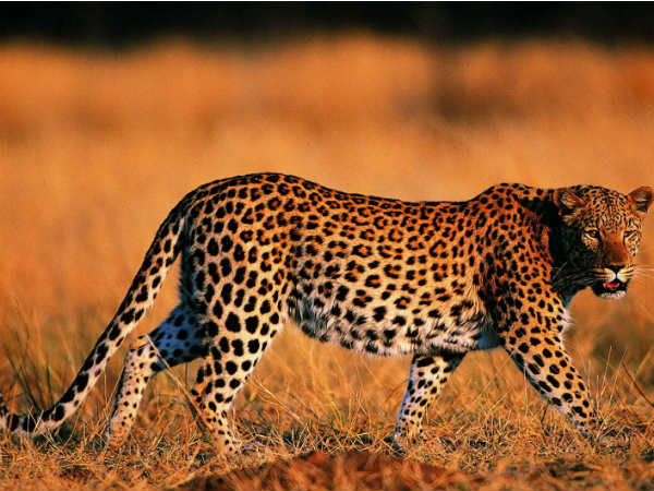 உயிரினங்கள்!