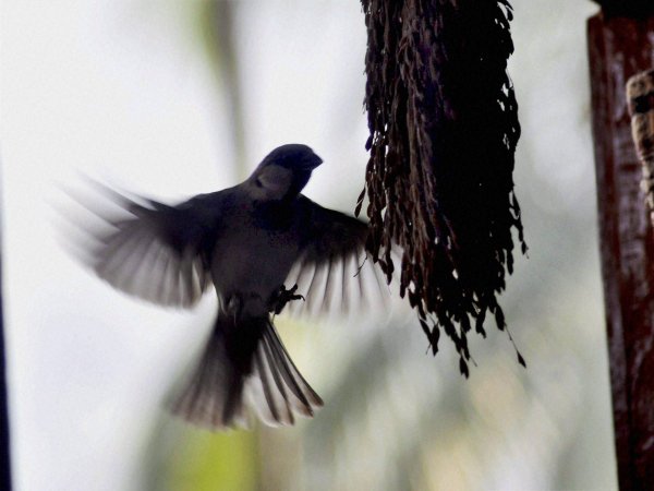 ரிக்கி கஸோ ரிக்கி கஸோ