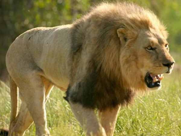 சிங்கம்!