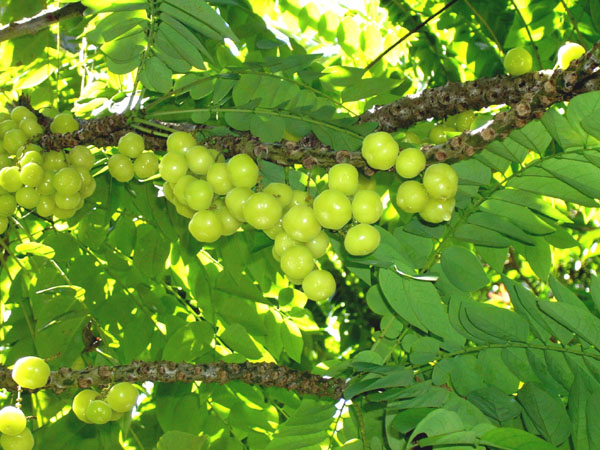 அரு நெல்லி எங்கே விளையும் :