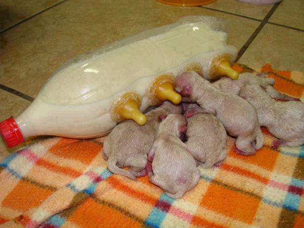 வள்ளல் மகராசன்! வள்ளல் மகராசன்!