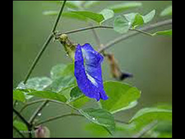 மன அழுத்தம் போக்கும் சங்குப்பூ தேநீர்!