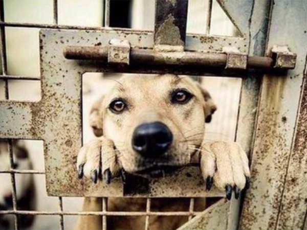 நாயை விட கேவலமான பிழைப்பு : 