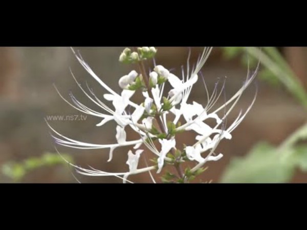 பூனைமீசை மூலிகை :