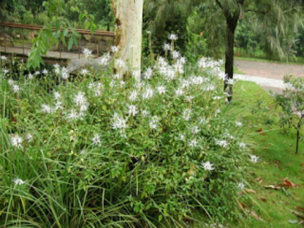 துளசி வகை சார்ந்தது :