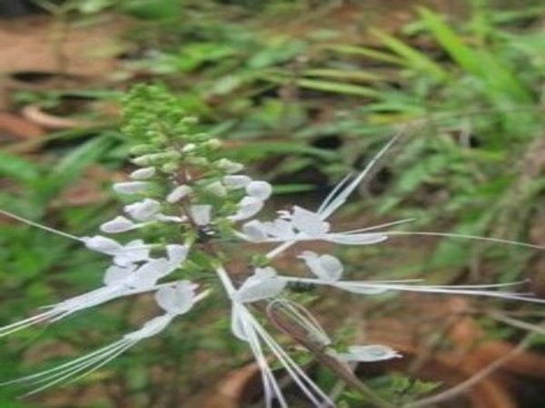 தேநீர் தயாரிக்கும் முறை :