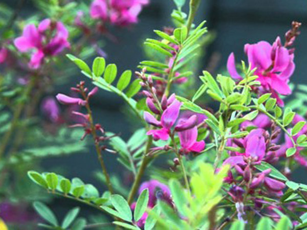 ஆயுள் நீட்டிப்பு தரும் சிவனார் வேம்பு சூரணம் :