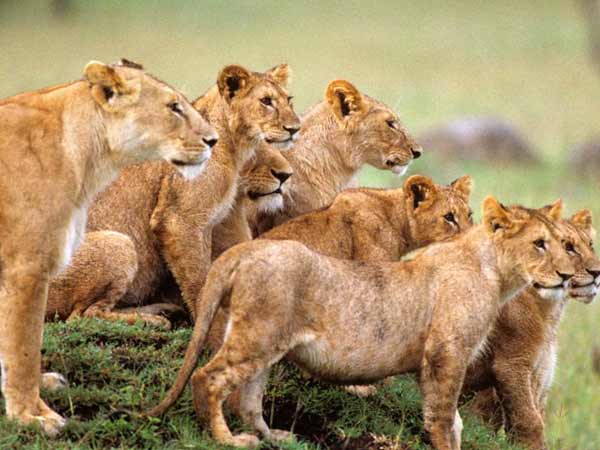 விலங்குகள் பூங்கா விலங்குகள் பூங்கா