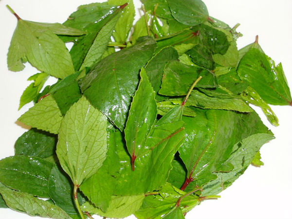 வாதநாரயண இலை