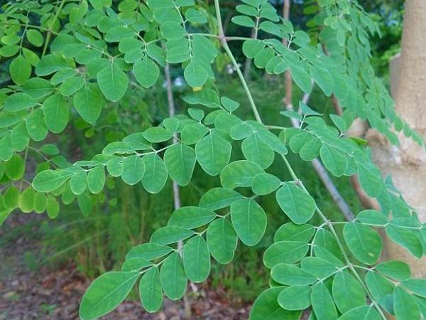 முருங்கை இலைச் சாறு :