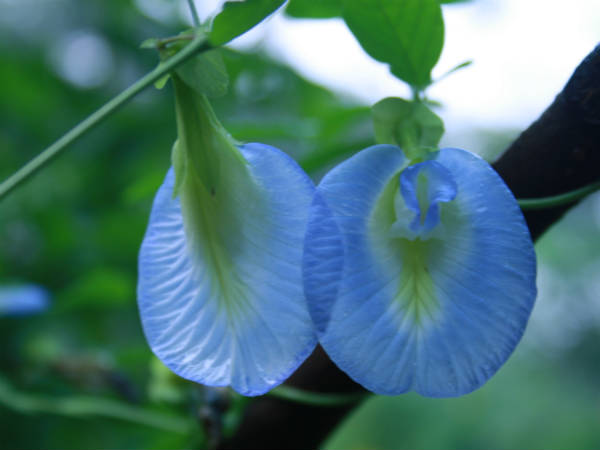 2. சங்குப்பூ 