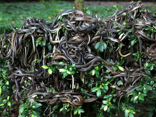 பாம்புகள் தீவு!