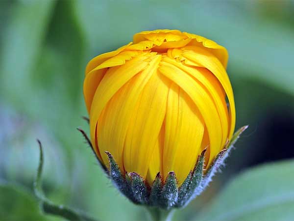 செய்யக் கூடாதவைகள் :