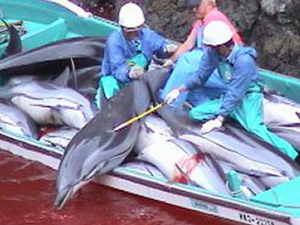 டால்பின்