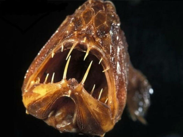 ஆழ்கடல்!