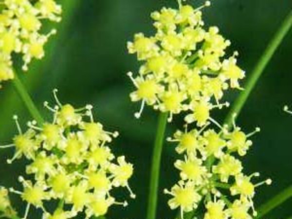 பெருங்காயம் தயாரிக்கும் முறை :