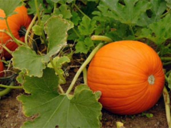 முடி நன்றாக செழித்து வளர :