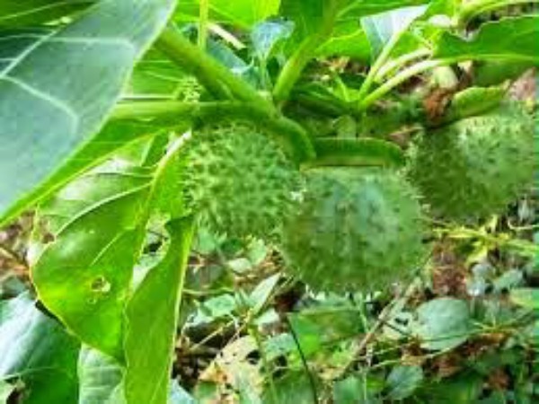 ஊமத்தைங்காய் :