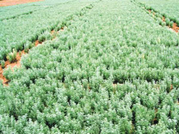 மரிக்கொழுந்து :