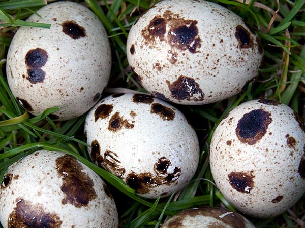 2 முட்டைகள்