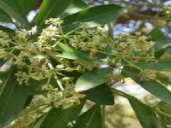 பாலை மரத்தின் நன்மைகள் :