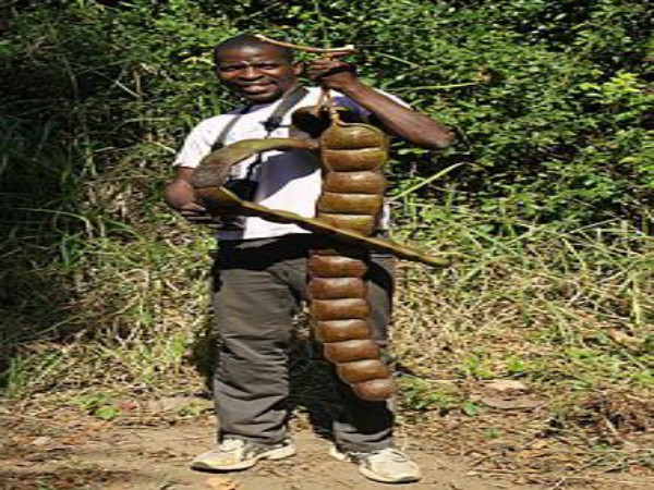 பிரமாண்டமான கொழிஞ்சி :