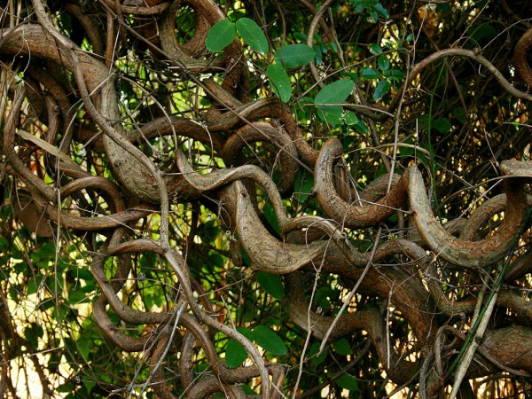 இயற்கையின் அதிசயம் :