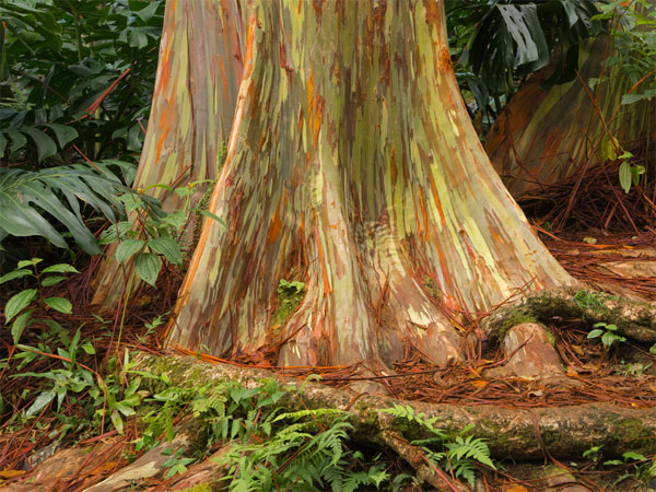 யானைக் கொழிஞ்சி மரங்கள் அழிவதற்குக் காரணம் :