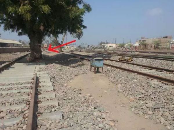 மரம் வளர்ப்போம்!