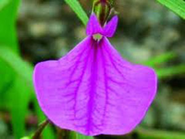 ஆண்மை அதிகரிக்க