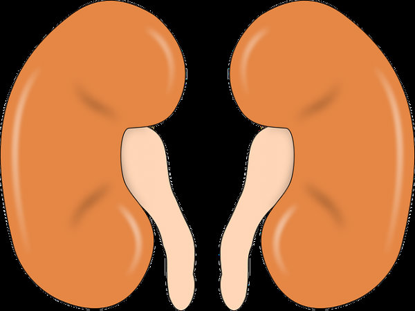 சிறுநீரக கற்களுக்கு சிகிச்சையளிக்க உதவுகிறது: சிறுநீரக கற்களுக்கு சிகிச்சையளிக்க உதவுகிறது: