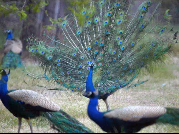 விலங்குகள் : 